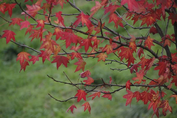 Vista Uma Floresta Cores Outono — Fotografia de Stock