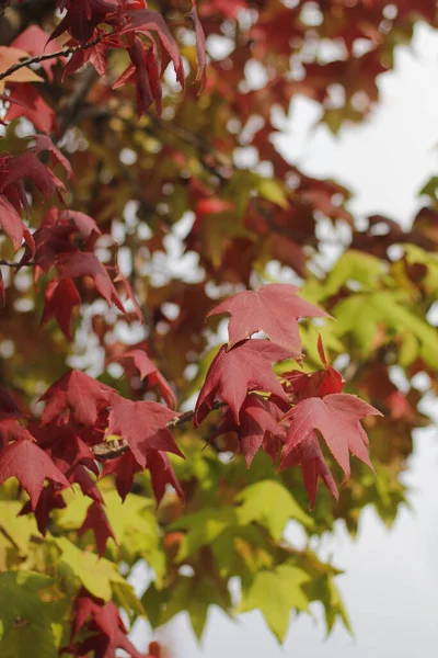 Vue Une Forêt Aux Couleurs Automnales — Photo