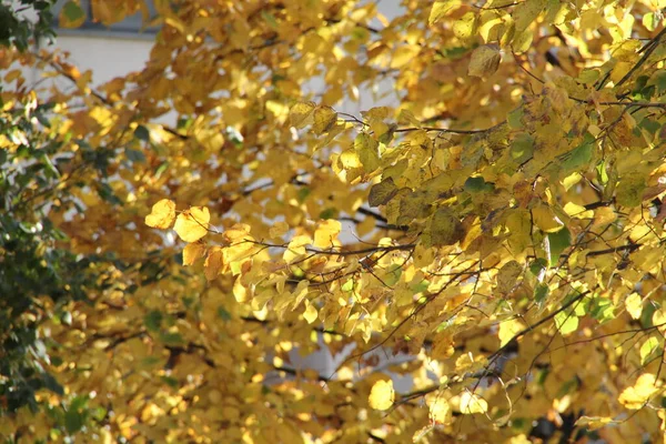 Vue Une Forêt Aux Couleurs Automnales — Photo