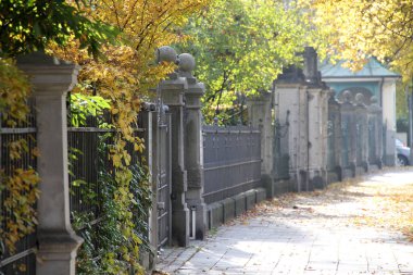 Sonbahar renklerinde bir orman manzarası