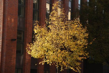 Sonbahar renklerinde bir orman manzarası