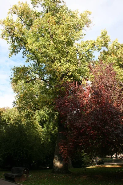 View Forest Autumn Colors — Stock Photo, Image