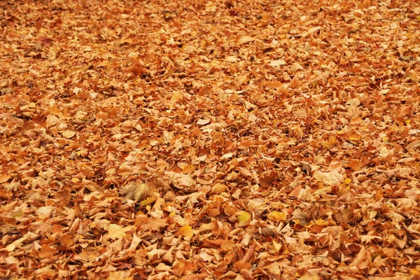 Uitzicht Een Bos Herfstkleuren — Stockfoto