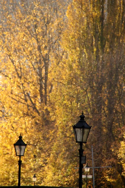 紅葉の森の景色 — ストック写真