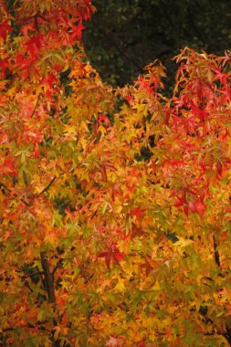 Bir sonbahar gününde şehir parkı