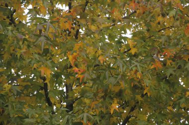 Bir sonbahar gününde şehir parkı