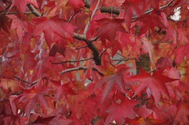 Bir sonbahar gününde şehir parkı