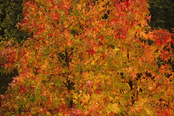 Stadtpark Einem Herbsttag — Stockfoto