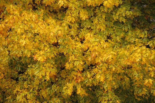 Parque Urbano Día Otoño — Foto de Stock