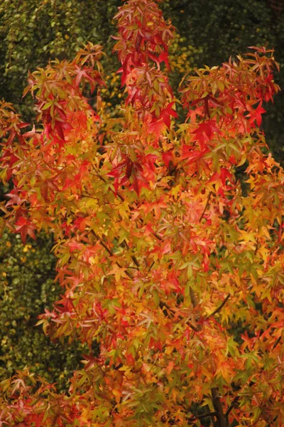 Parque Urbano Día Otoño — Foto de Stock