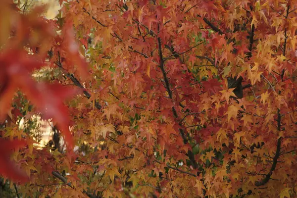 Parco Urbano Una Giornata Autunno — Foto Stock