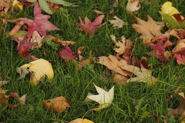 Urban Park Autumn Day — Stock Photo, Image