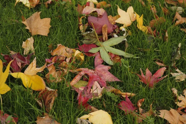 Stadtpark Einem Herbsttag — Stockfoto