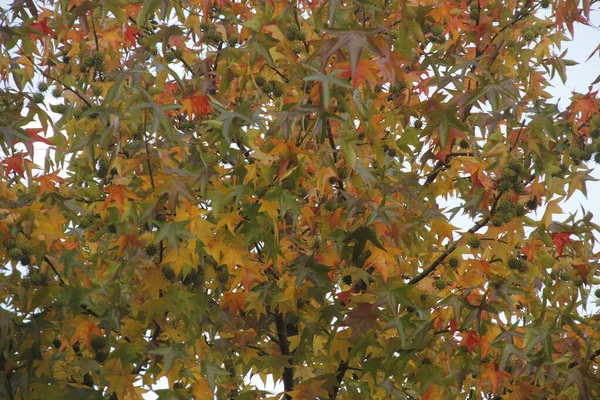 Stadtpark Einem Herbsttag — Stockfoto