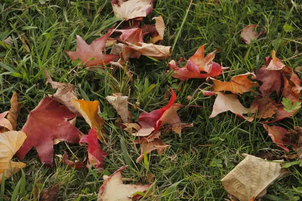 Stadtpark Einem Herbsttag — Stockfoto