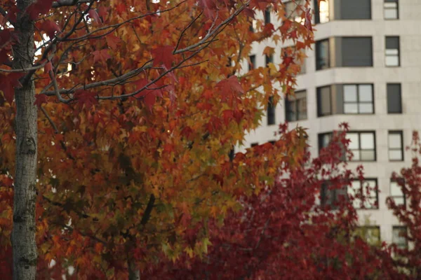 Stadtpark Einem Herbsttag — Stockfoto