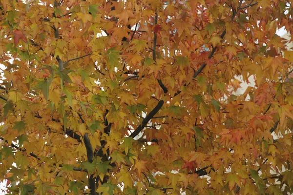 Stadtpark Einem Herbsttag — Stockfoto