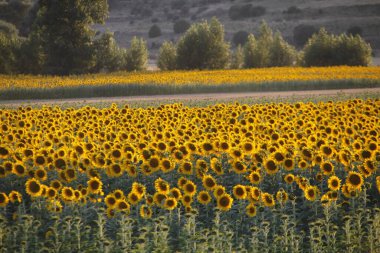 Şehir parkında sonbahar
