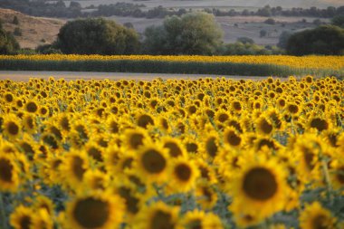 Şehir parkında sonbahar