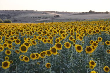 Şehir parkında sonbahar