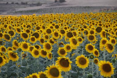 Şehir parkında sonbahar