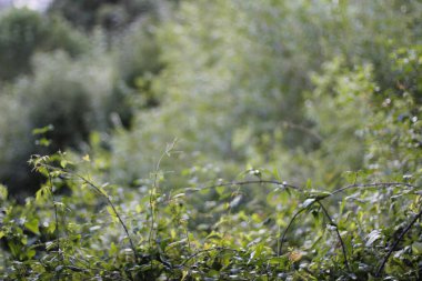 Bir şehir parkında bitki örtüsü