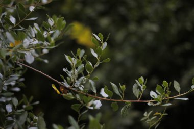 Bir şehir parkında bitki örtüsü