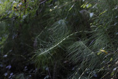 Bir şehir parkında bitki örtüsü