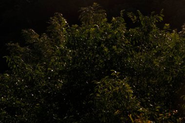 Bir şehir parkında bitki örtüsü