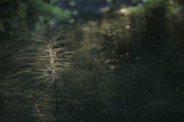 Bir şehir parkında bitki örtüsü