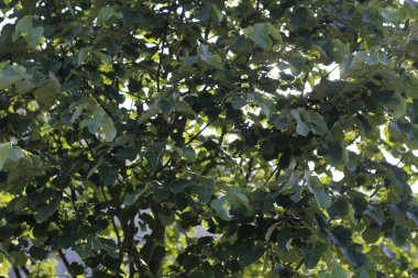 Bir şehir parkında bitki örtüsü