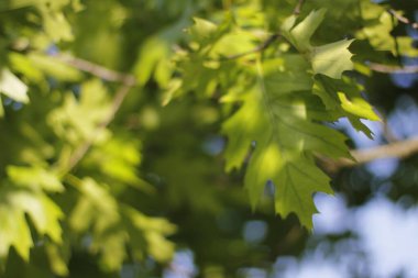 Bir şehir parkında bitki örtüsü