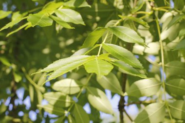Bir şehir parkında bitki örtüsü