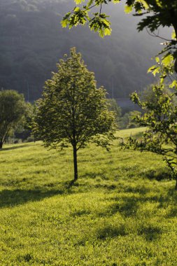 Bir şehir parkında bitki örtüsü