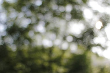 Bir şehir parkında bitki örtüsü