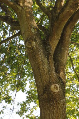 Bir şehir parkında bitki örtüsü