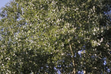 Bir şehir parkında bitki örtüsü