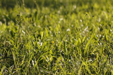 Bir şehir parkında bitki örtüsü