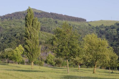 Bir şehir parkında bitki örtüsü