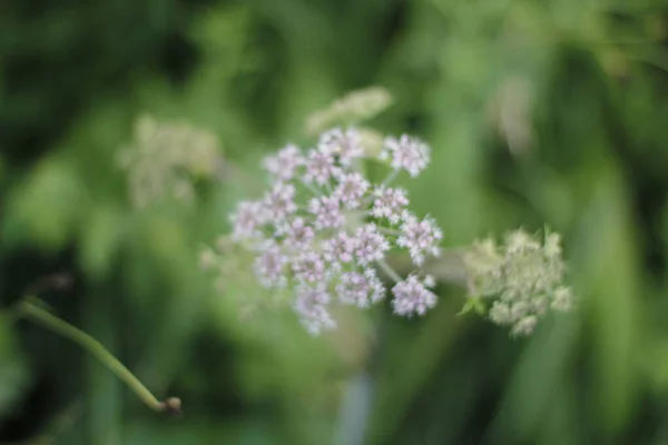 Vegetation Urban Park — Stock Photo, Image