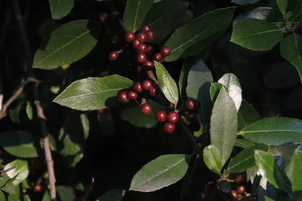 Vegetation Stadtpark — Stockfoto