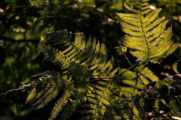 Végétation Dans Parc Urbain — Photo