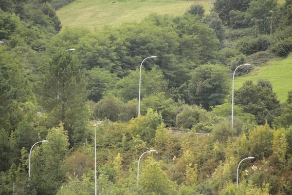 Növényzet Egy Városi Parkban — Stock Fotó