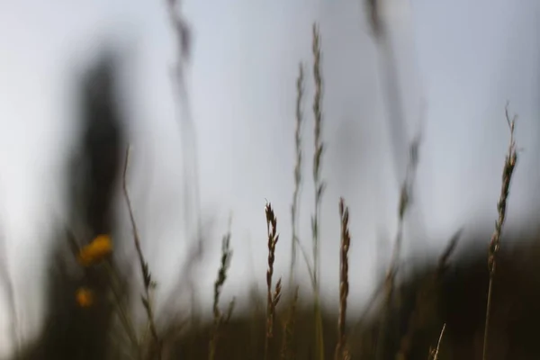 Vegetazione Parco Urbano — Foto Stock