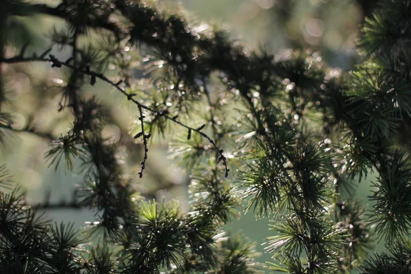 Végétation Dans Parc Urbain — Photo