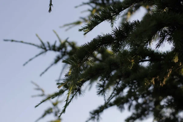 Vegetation Stadtpark — Stockfoto