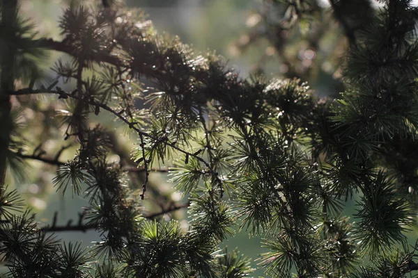 Vegetazione Parco Urbano — Foto Stock