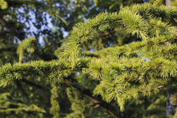 Vegetation Stadtpark — Stockfoto