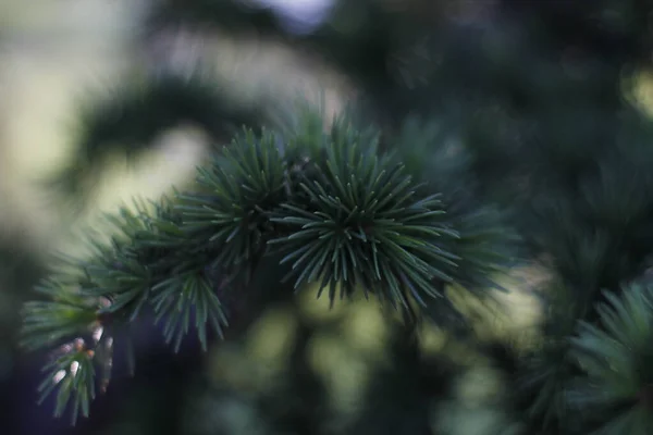 Vegetazione Parco Urbano — Foto Stock