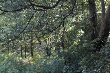 Bir şehir parkında bitki örtüsü